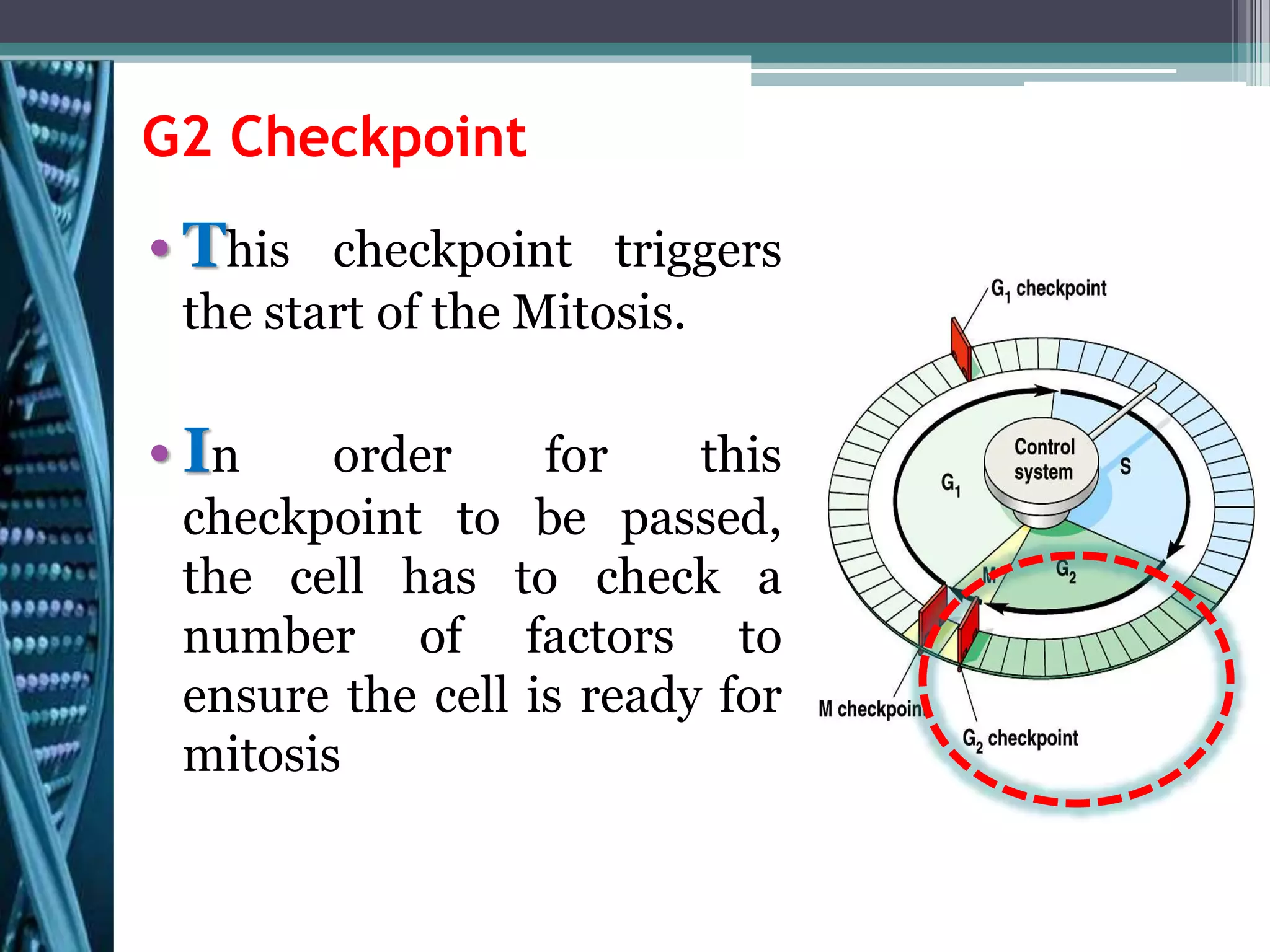 G2 Checkpoint
• This checkpoint triggers
the start of the Mitosis.
• In order for this
checkpoint to be passed,
the cell has to check a
number of factors to
ensure the cell is ready for
mitosis
 