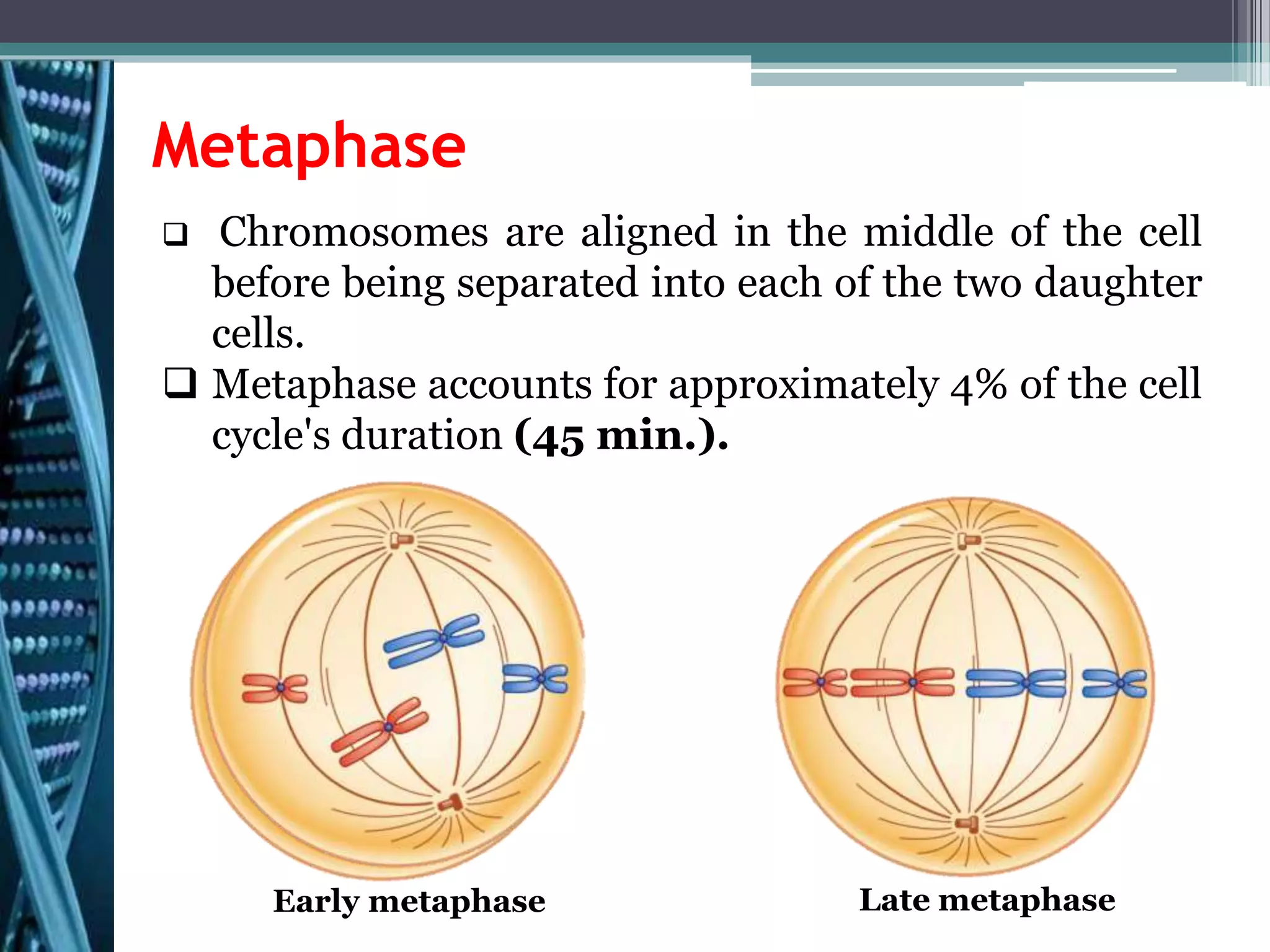 Metaphase
 Chromosomes are aligned in the middle of the cell
before being separated into each of the two daughter
cells.
 Metaphase accounts for approximately 4% of the cell
cycle's duration (45 min.).
Early metaphase Late metaphase
 