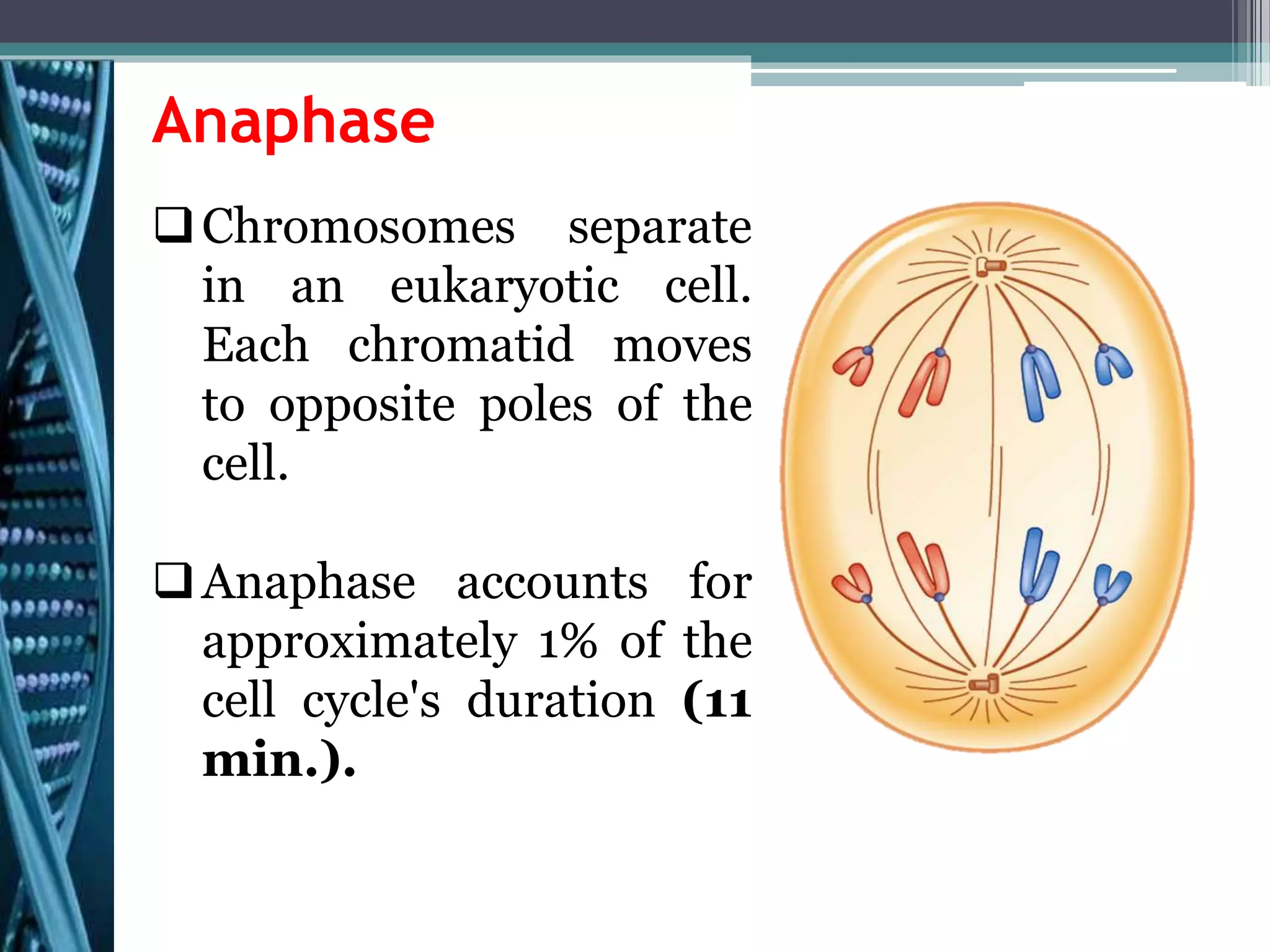 Anaphase
Chromosomes separate
in an eukaryotic cell.
Each chromatid moves
to opposite poles of the
cell.
Anaphase accounts for
approximately 1% of the
cell cycle's duration (11
min.).
 