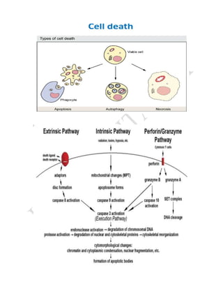 CELL CYCLE