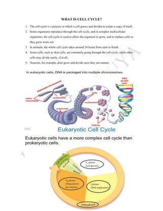 WHAT IS CELL CYCLE?
1. The cell cycle is a process in which a cell grows and divides to create a copy of itself.
2. Some organisms reproduce through the cell cycle, and in complex multicellular
organisms, the cell cycle is used to allow the organism to grow, and to replace cells as
they grow worn out.
3. In animals, the whole cell cycle takes around 24 hours from start to finish.
4. Some cells, such as skin cells, are constantly going through the cell cycle, while other
cells may divide rarely, if at all;
5. Neurons, for example, dont grow and divide once they are mature.
 