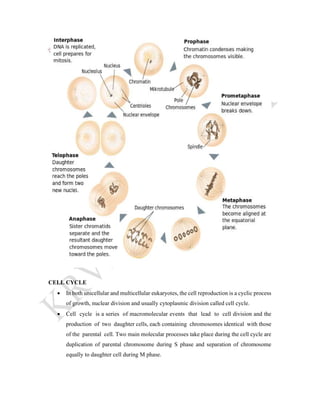 CELL CYCLE
 In both unicellular and multicellular eukaryotes, the cell reproduction is a cyclic process
of growth, nuclear division and usually cytoplasmic division called cell cycle.
 Cell cycle is a series of macromolecular events that lead to cell division and the
production of two daughter cells, each containing chromosomes identical with those
of the parental cell. Two main molecular processes take place during the cell cycle are
duplication of parental chromosome during S phase and separation of chromosome
equally to daughter cell during M phase.
 