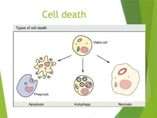 cell cycle and cell death (regulation & function) | PPTX