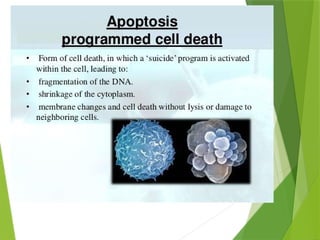 cell cycle and cell death (regulation & function) | PPTX