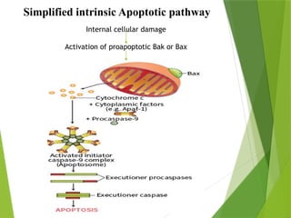 cell cycle and cell death (regulation & function) | PPTX