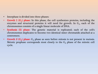 • Interphase is divided into three phases:
• Growth 1 (G1) phase: In this phase, the cell synthesizes proteins, including the
enzymes and structural proteins it will need for growth. In G1, each of the
chromosomes consists of a single linear molecule of DNA.
• Synthesis (S) phase: The genetic material is replicated; each of the cell's
chromosomes duplicates to become two identical sister chromatids attached at a
centromere.
• Growth 2 (G2) phase: G2 phase as seen before mitosis is not present in meiosis.
Meiotic prophase corresponds most closely to the G2 phase of the mitotic cell
cycle.
 