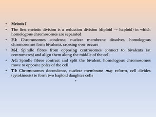• Meiosis I
• The first meiotic division is a reduction division (diploid → haploid) in which
homologous chromosomes are separated
• P-I: Chromosomes condense, nuclear membrane dissolves, homologous
chromosomes form bivalents, crossing over occurs
• M-I: Spindle fibres from opposing centrosomes connect to bivalents (at
centromeres) and align them along the middle of the cell
• A-I: Spindle fibres contract and split the bivalent, homologous chromosomes
move to opposite poles of the cell
• T-I: Chromosomes decondense, nuclear membrane may reform, cell divides
(cytokinesis) to form two haploid daughter cells
•
 