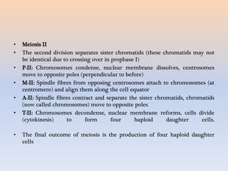 • Meiosis II
• The second division separates sister chromatids (these chromatids may not
be identical due to crossing over in prophase I)
• P-II: Chromosomes condense, nuclear membrane dissolves, centrosomes
move to opposite poles (perpendicular to before)
• M-II: Spindle fibres from opposing centrosomes attach to chromosomes (at
centromere) and align them along the cell equator
• A-II: Spindle fibres contract and separate the sister chromatids, chromatids
(now called chromosomes) move to opposite poles
• T-II: Chromosomes decondense, nuclear membrane reforms, cells divide
(cytokinesis) to form four haploid daughter cells.
• The final outcome of meiosis is the production of four haploid daughter
cells
 