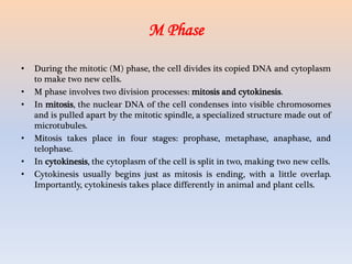 M Phase
• During the mitotic (M) phase, the cell divides its copied DNA and cytoplasm
to make two new cells.
• M phase involves two division processes: mitosis and cytokinesis.
• In mitosis, the nuclear DNA of the cell condenses into visible chromosomes
and is pulled apart by the mitotic spindle, a specialized structure made out of
microtubules.
• Mitosis takes place in four stages: prophase, metaphase, anaphase, and
telophase.
• In cytokinesis, the cytoplasm of the cell is split in two, making two new cells.
• Cytokinesis usually begins just as mitosis is ending, with a little overlap.
Importantly, cytokinesis takes place differently in animal and plant cells.
 