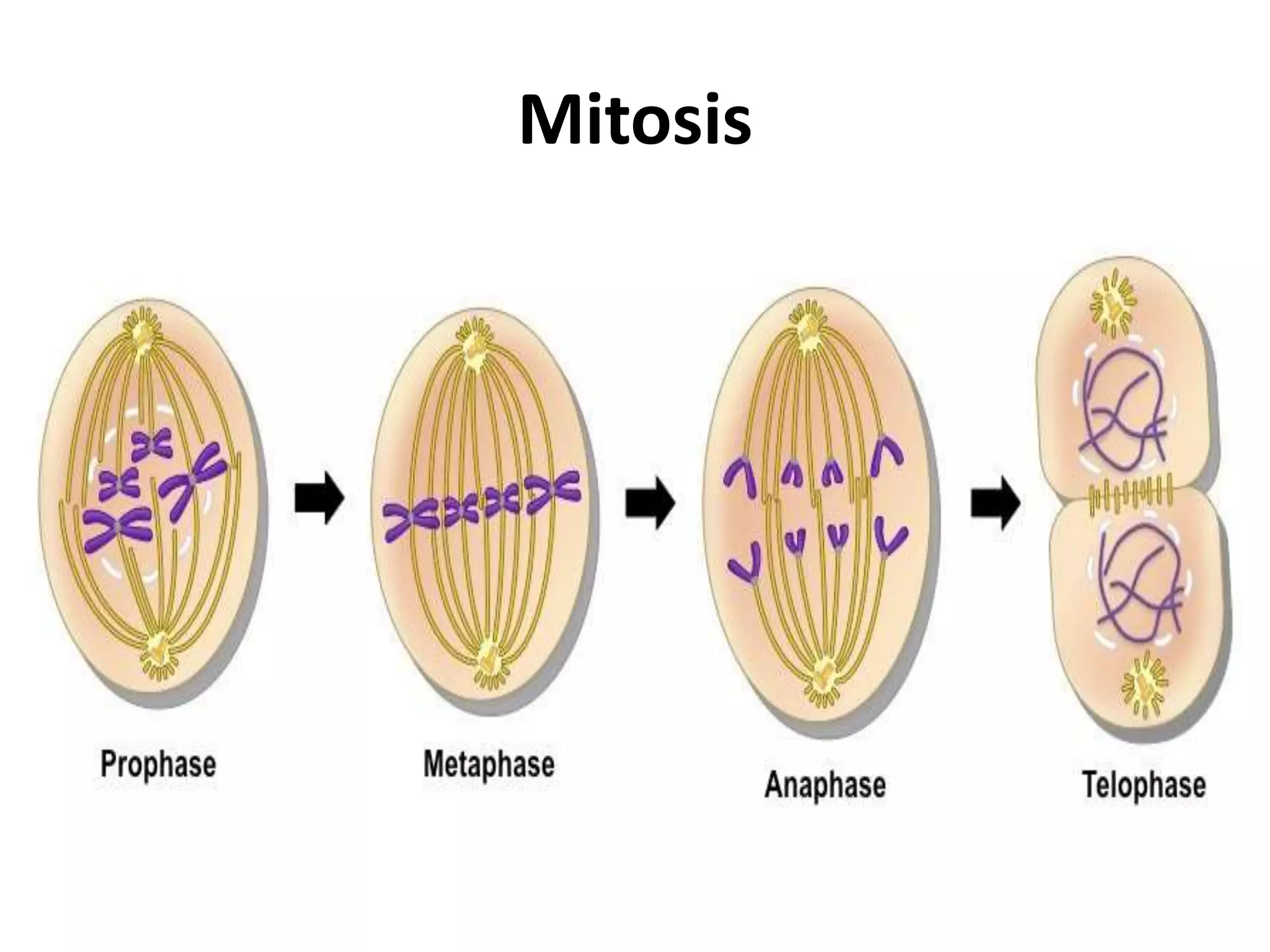 Mitosis
 