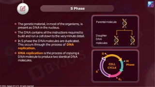 S Phase
⚫ Thegeneticmaterial, inmostoftheorganisms, is
presentas DNA in the nucleus.
⚫ The DNA contains alltheinstructions requiredto
build and run a celldowntothe veryminute detail.
⚫ In S phase the DNAmolecules are duplicated.
This occurs through the process of DNA
replication.
⚫ DNA replication is theprocess of copyinga
DNAmoleculetoproducetwo identical DNA
molecules.
Parentalmolecule
Daughter
DNA
molecules
CELL
CYCLE
M
Phase
G
2
S
© 2022, Aakash BYJU'S. All rights reserved
G1
© 2022, Aakash BYJU'S. All rights reserved
 