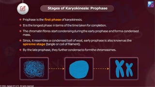 ⚫ Prophase is the first phase ofkaryokinesis.
⚫ Itis thelongestphase interms ofthetimetakenforcompletion.
⚫ The chromatinfibres startcondensingduringtheearlyprophase andforma condensed
mass.
⚫ Since, itresembles a condensedball ofwool, earlyprophaseis alsoknownas the
spireme stage (tangle or coil of filament).
⚫ By the lateprophase,theyfurthercondensetoformthechromosomes.
Stages of Karyokinesis: Prophase
© 2022, Aakash BYJU'S. All rights reserved
© 2022, Aakash BYJU'S. All rights reserved
 