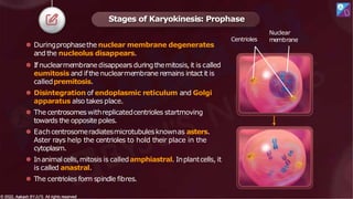 ⚫ Duringprophasethe nuclear membrane degenerates
and the nucleolus disappears.
⚫ If nuclearmembranedisappears duringthemitosis,it is called
eumitosis and ifthe nuclearmembrane remains intact it is
calledpremitosis.
⚫ Disintegration of endoplasmic reticulum and Golgi
apparatus also takes place.
⚫ The centrosomeswithreplicatedcentrioles startmoving
towards the oppositepoles.
⚫ Eachcentrosomeradiatesmicrotubulesknownas asters.
Aster rays help the centrioles to hold their place in the
cytoplasm.
⚫ Inanimalcells,mitosis is calledamphiastral. Inplantcells, it
is called anastral.
⚫ The centrioles form spindle fibres.
Stages of Karyokinesis: Prophase
Nuclear
membrane
© 2022, Aakash BYJU'S. All rights reserved
© 2022, Aakash BYJU'S. All rights reserved
Centrioles
 