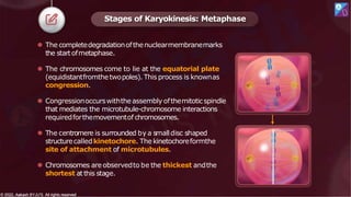 ⚫ The completedegradationofthenuclearmembranemarks
the startofmetaphase.
⚫ The chromosomes come to lie at the equatorial plate
(equidistantfromthetwopoles). This process is knownas
congression.
⚫ Congressionoccurswiththeassembly ofthemitoticspindle
that mediates the microtubule-chromosome interactions
requiredforthemovementof chromosomes.
⚫ The centromere is surrounded by a smalldisc shaped
structurecalledkinetochore. Thekinetochoreformthe
site of attachment of microtubules.
⚫ Chromosomes areobservedto be the thickest andthe
shortest atthis stage.
Stages of Karyokinesis: Metaphase
© 2022, Aakash BYJU'S. All rights reserved
© 2022, Aakash BYJU'S. All rights reserved
 