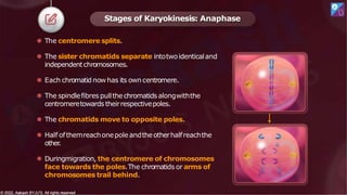 ⚫ The centromere splits.
⚫ The sister chromatids separate intotwoidenticaland
independentchromosomes.
⚫ Each chromatid now has its own centromere.
⚫ The spindlefibres pullthechromatids alongwiththe
centromeretowards theirrespectivepoles.
⚫ The chromatids move to opposite poles.
⚫ Half ofthemreachonepole andtheotherhalfreachthe
other
.
⚫ Duringmigration, the centromere of chromosomes
face towards the poles.The chromatids or arms of
chromosomes trail behind.
Stages of Karyokinesis: Anaphase
© 2022, Aakash BYJU'S. All rights reserved
© 2022, Aakash BYJU'S. All rights reserved
 