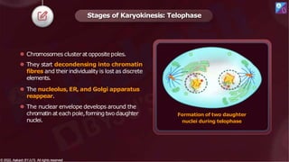 ⚫ Chromosomes clusterat oppositepoles.
⚫ They start decondensing into chromatin
fibres and their individuality is lost as discrete
elements.
⚫ The nucleolus, ER, and Golgi apparatus
reappear.
⚫ The nuclear envelope develops around the
chromatin at each pole,formingtwo daughter
nuclei.
Formation of two daughter
nuclei during telophase
Stages of Karyokinesis: Telophase
© 2022, Aakash BYJU'S. All rights reserved
© 2022, Aakash BYJU'S. All rights reserved
 
