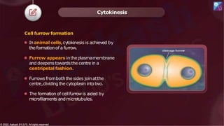 Cell furrow formation
⚫ In animal cells,cytokinesis is achieved by
the formation of a furrow.
⚫ Furrow appears intheplasmamembrane
and deepenstowards the centre in a
centripetal fashion.
⚫ Furrows fromboththe sides joinatthe
centre,dividingthe cytoplasm intotwo.
⚫ The formation of cell furrow is aided by
microfilaments andmicrotubules.
Cytokinesis
© 2022, Aakash BYJU'S. All rights reserved
© 2022, Aakash BYJU'S. All rights reserved
 