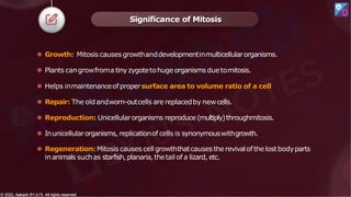 Significance of Mitosis
© 2022, Aakash BYJU'S. All rights reserved
© 2022, Aakash BYJU'S. All rights reserved
⚫ Growth: Mitosis causes growthanddevelopmentinmulticellularorganisms.
⚫ Plants cangrowfroma tinyzygotetohugeorganisms duetomitosis.
⚫ Helps inmaintenanceofpropersurface area to volume ratio of a cell
⚫ Repair: The oldandworn-outcells are replacedby newcells.
⚫ Reproduction: Unicellularorganisms reproduce (multiply)throughmitosis.
⚫ Inunicellularorganisms, replicationof cells is synonymouswithgrowth.
⚫ Regeneration: Mitosis causes cellgrowththatcauses therevivalofthe lostbodyparts
inanimals suchas starfish,planaria,thetailof a lizard, etc.
 