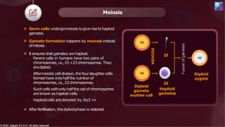 Meiosis
⚫ Germ cells undergomeiosis togive risetohaploid
gametes.
⚫ Gamete formation happens by meiosis instead
ofmitosis.
⚫ It ensures thatgametes are haploid.
o Parent cells in humans have two pairs of
chromosomes, i.e., 23 +23 chromosomes. They
arediploid.
o Aftermeiotic cell division, the fourdaughtercells
formed have onlyhalfthe number of
chromosomes, i.e., 23 chromosomes.
o Such cells withonlyhalfthe setof chromosomes
are known as haploid cells.
o Haploidcells aredenoted by 2n/2 =n
⚫ Afterfertilisation, thediploidphase is restored.
Diploid
gamete
mother cell
23
23
Haploid
gametes
46
Diploid
zygote
46
46
© 2022, Aakash BYJU'S. All rights reserved
© 2022, Aakash BYJU'S. All rights reserved
 