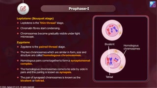 Prophase-I
Leptotene (Bouquet stage)
⚫ Leptotene is the ‘thin thread’ stage.
⚫ Chromatin fibres start condensing.
⚫ Chromosomes become gradually visible under light
microscope.
Zygotene
⚫ Zygotene is the paired thread stage.
⚫ The two chromosomeswhich are similar in form,size and
structure are called homologous chromosomes.
⚫ Homologouspairs cometogetherto forma synaptonemal
complex.
⚫ Thehomologous chromosomes cometo lie side by side in
pairs and this pairing is known as synapsis.
⚫ The pairof synapsed chromosomes is known as the
bivalent or tetrad.
Bivalent
Tetrad
Homologous
chromosomes
© 2022, Aakash BYJU'S. All rights reserved
© 2022, Aakash BYJU'S. All rights reserved
 