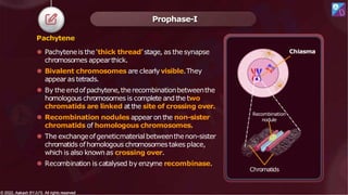 Pachytene
⚫ Pachyteneis the ‘thick thread’ stage, as the synapse
chromosomes appearthick.
⚫ Bivalent chromosomes are clearlyvisible.They
appear as tetrads.
⚫ By theendofpachytene,therecombinationbetweenthe
homologous chromosomes is complete andthe two
chromatids are linked at the site of crossing over.
⚫ Recombination nodules appear on the non-sister
chromatids of homologous chromosomes.
⚫ The exchangeofgeneticmaterial betweenthenon-sister
chromatids ofhomologous chromosomestakes place,
which is also known as crossing over.
⚫ Recombination is catalysed by enzyme recombinase.
Prophase-I
Chiasma
Recombination
nodule
Chromatids
© 2022, Aakash BYJU'S. All rights reserved
© 2022, Aakash BYJU'S. All rights reserved
 