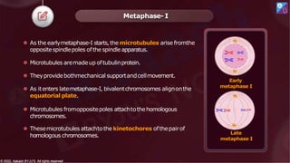 ⚫ As the earlymetaphase-I starts,the microtubules arisefromthe
oppositespindlepoles ofthe spindleapparatus.
⚫ Microtubules aremadeupoftubulinprotein.
⚫ Theyprovidebothmechanical supportandcellmovement.
⚫ As itenters latemetaphase-I, bivalentchromosomes alignonthe
equatorial plate.
⚫ Microtubules fromoppositepoles attachtothehomologous
chromosomes.
⚫ Thesemicrotubules attachtothe kinetochores ofthepairof
homologous chromosomes.
Metaphase- I
Early
metaphase I
Late
metaphase I
© 2022, Aakash BYJU'S. All rights reserved
© 2022, Aakash BYJU'S. All rights reserved
 