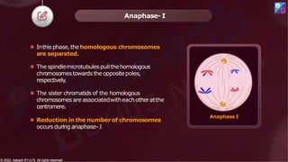 ⚫ Inthis phase,the homologous chromosomes
are separated.
⚫ The spindlemicrotubulespullthehomologous
chromosomestowards the oppositepoles,
respectively.
⚫ The sister chromatids of the homologous
chromosomes are associatedwitheachotheratthe
centromere.
⚫ Reduction in the number of chromosomes
occurs during anaphase- I
Anaphase- I
Anaphase I
© 2022, Aakash BYJU'S. All rights reserved
© 2022, Aakash BYJU'S. All rights reserved
 