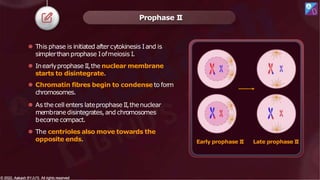 ⚫ This phase is initiated aftercytokinesis Iand is
simplerthan prophase Iofmeiosis I.
⚫ Inearlyprophase II,the nuclear membrane
starts to disintegrate.
⚫ Chromatin fibres begin to condense to form
chromosomes.
⚫ As thecell enters lateprophase II,thenuclear
membrane disintegrates,and chromosomes
become compact.
⚫ The centrioles also move towards the
opposite ends.
Prophase I
I
Early prophase I
I
© 2022, Aakash BYJU'S. All rights reserved
© 2022, Aakash BYJU'S. All rights reserved
Late prophase I
I
 