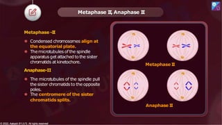 Metaphase -I
I
⚫ Condensed chromosomes align at
the equatorial plate.
⚫ Themicrotubules ofthe spindle
apparatus get attached tothe sister
chromatids at kinetochore.
Anaphase-II
⚫ The microtubules of the spindle pull
the sister chromatidsto the opposite
poles.
⚫ The centromere of the sister
chromatids splits.
Metaphase I
I
, Anaphase I
I
Metaphase I
I
Anaphase I
I
© 2022, Aakash BYJU'S. All rights reserved
© 2022, Aakash BYJU'S. All rights reserved
 