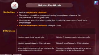 ⚫ Bothare equatorial divisions.
⚫ The sisterchromatids are separatedduringthe anaphaseto becomethe
chromosomes ofthe daughtercells.
⚫ Microtubules attachfromtheoppositedirections tothecentromereof each sister
chromatidpair
.
⚫ Chromosomes decondense duringtelophase.
Meiosis- I
Ivs Mitosis
Similarities:
Mitosis Meiosis -II
Mitosis occurs indiploid somatic cells. Meiosis -II always occurs inhaploidgermcells.
Mitosis is always followed by DNA replication. Meiosis-II is notfollowedby DNA replication.
Aftermitosis, thedaughtercells are exactlysimilar
to one another andthe parentcell.
Thedaughtercells formedareneither similarto
eachother nor similar tothe parentcell.
Differences:
© 2022, Aakash BYJU'S. All rights reserved
© 2022, Aakash BYJU'S. All rights reserved
 