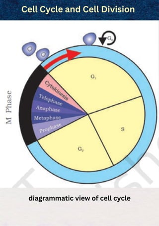 Cell Cycle and Cell Division
diagrammatic view of cell cycle
 