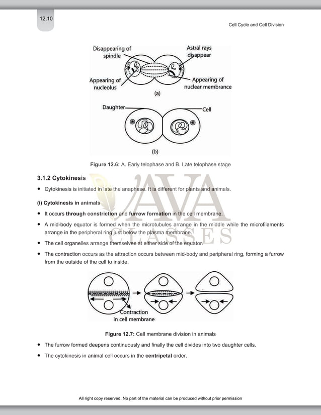 Cell Cycle and Cell Division Class 11 Important Notes for NEET Biology ...