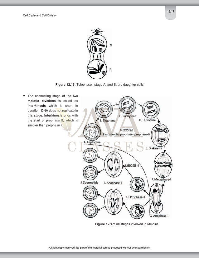 Cell Cycle and Cell Division Class 11 Important Notes for NEET Biology ...