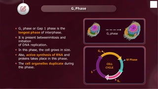 ⚫ G1 phase or Gap 1 phase is the
longest phase of interphase.
⚫ It is present betweenmitosis and
initiation
of DNA replication.
⚫ In this phase, the cell grows in size.
⚫ Also, active synthesis of RNA and
proteins takes place in this phase.
⚫ The cell organelles duplicate during
this phase.
G1 Phase
CELL
CYCLE
M Phase
G1
G2
S
G1 phase
 