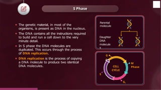 S Phase
⚫ The genetic material, in most of the
organisms, is present as DNA in the nucleus.
⚫ The DNA contains all the instructions required
to build and run a cell down to the very
minute detail.
⚫ In S phase the DNA molecules are
duplicated. This occurs through the process
of DNA replication.
⚫ DNA replication is the process of copying
a DNA molecule to produce two identical
DNA molecules.
Parental
molecule
Daughter
DNA
molecule
s
CELL
CYCLE
M
Phase
G1
G
2
© 2022, Aakash BYJU'S. All rights reserved
S
 