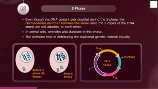 ⚫ Even though the DNA content gets doubled during the S phase, the
chromosome number remains the same since the 2 copies of the DNA
strand are still attached to each other.
⚫ In animal cells, centrioles also duplicate in this phase.
⚫ The centrioles help in distributing the duplicated genetic material equally.
S Phase
Before S
phase (G1
Phase)
After S
Phase
M Phase
CELL
CYCLE
G1
G2
S
© 2022, Aakash BYJU'S. All rights reserved
 
