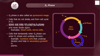 ⚫ G0 phase is also called as quiescent stage.
⚫ Cells that do not divide, exit from cell cycle
in G1
phase and enter into inactive G0 phase.
⚫ Some cells enter G0 phase permanently
and never divide again.
o Examples: Heart cells, nerve cells.
⚫ Cells that temporarily enter G0 phase can
enter G1 phase and undergo division.
o Example: Cambial cells that undergo
division and help in secondary growth
in
plants.
G0 Phase
CELL
CYCLE
M Phase
G1
G2
S
G0
Phase
© 2022, Aakash BYJU'S. All rights reserved
 