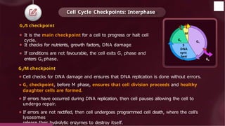 Cell Cycle Checkpoints: Interphase
G1/S checkpoint
⚫ It is the main checkpoint for a cell to progress or halt cell
cycle.
⚫ It checks for nutrients, growth factors, DNA damage
⚫ If conditions are not favourable, the cell exits G1 phase and
enters G0 phase.
G2/M checkpoint
⚫ Cell checks for DNA damage and ensures that DNA replication is done without errors.
⚫ G2 checkpoint, before M phase, ensures that cell division proceeds and healthy
daughter cells are formed.
⚫ If errors have occurred during DNA replication, then cell pauses allowing the cell to
undergo repair.
⚫ If errors are not rectified, then cell undergoes programmed cell death, where the cell’s
lysosomes
release their hydrolytic enzymes to destroy itself.
G2
© 2022, Aakash BYJU'S. All rights reserved
M
S
DNA
synt
hesi
s
G1
G0
 