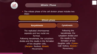 Mitotic Phase
Following the
karyokinesis, the
cytoplasm divides and
this results in the
formation of two
daughter cells. (Cytos-
Cell/ Hollow, Kinesis -
Movement)
The replicated chromosomes
separate and two nuclei are
formed.
Following karyokinesis, the cytoplasm
divides and this results in the formation
of two daughter cells.
(Karyon- Nucleus, Kinesis
- Movement)
⚫ The mitosis phase of the cell division phase includes two
steps:
Mitosis phase
Karyokinesis Cytokinesis
© 2022, Aakash BYJU'S. All rights reserved
 