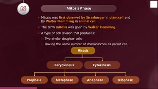 Mitosis Phase
⚫ Mitosis was first observed by Strasburger in plant cell and
by Walter Flemming in animal cell.
⚫ The term mitosis was given by Walter Flemming.
⚫ A type of cell division that produces:
○ Two similar daughter cells
○ Having the same number of chromosomes as parent cell.
Mitosis
Prophase Metaphase Anaphase Telophase
Karyokinesis Cytokinesis
© 2022, Aakash BYJU'S. All rights reserved
 