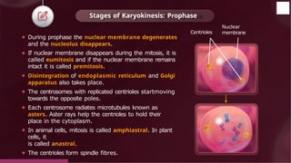 ⚫ During prophase the nuclear membrane degenerates
and the nucleolus disappears.
⚫ If nuclear membrane disappears during the mitosis, it is
called eumitosis and if the nuclear membrane remains
intact it is called premitosis.
⚫ Disintegration of endoplasmic reticulum and Golgi
apparatus also takes place.
⚫ The centrosomes with replicated centrioles startmoving
towards the opposite poles.
⚫ Each centrosome radiates microtubules known as
asters. Aster rays help the centrioles to hold their
place in the cytoplasm.
⚫ In animal cells, mitosis is called amphiastral. In plant
cells, it
is called anastral.
⚫ The centrioles form spindle fibres.
Stages of Karyokinesis: Prophase
Nuclear
membrane
© 2022, Aakash BYJU'S. All rights reserved
Centrioles
 