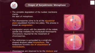 ⚫ The complete degradation of the nuclear membrane
marks
the start of metaphase.
⚫ The chromosomes come to lie at the equatorial
plate (equidistant fromthe two poles). This process is
known as congression.
⚫ Congression occurs with the assembly of the mitotic
spindle that mediates the microtubule-chromosome
interactions required for the movement of
chromosomes.
⚫ The centromere is surrounded by a small disc
shaped structure called kinetochore. The
kinetochore formthe site of attachment of
microtubules.
⚫ Chromosomes are observed to be the thickest and
Stages of Karyokinesis: Metaphase
© 2022, Aakash BYJU'S. All rights reserved
 