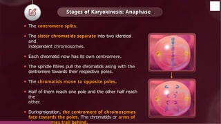 ⚫ The centromere splits.
⚫ The sister chromatids separate into two identical
and
independent chromosomes.
⚫ Each chromatid now has its own centromere.
⚫ The spindle fibres pull the chromatids along with the
centromere towards their respective poles.
⚫ The chromatids move to opposite poles.
⚫ Half of them reach one pole and the other half reach
the
other.
⚫ Duringmigration, the centromere of chromosomes
face towards the poles. The chromatids or arms of
chromosomes trail behind.
Stages of Karyokinesis: Anaphase
© 2022, Aakash BYJU'S. All rights reserved
 