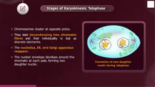 ⚫ Chromosomes cluster at opposite poles.
⚫ They start decondensing into chromatin
fibres and their individuality is lost as
discrete elements.
⚫ The nucleolus, ER, and Golgi apparatus
reappear.
⚫ The nuclear envelope develops around the
chromatin at each pole, forming two
daughter nuclei.
Formation of two daughter
nuclei during telophase
Stages of Karyokinesis: Telophase
© 2022, Aakash BYJU'S. All rights reserved
 