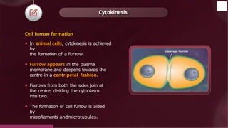 Cell furrow formation
⚫ In animal cells, cytokinesis is achieved
by
the formation of a furrow.
⚫ Furrow appears in the plasma
membrane and deepens towards the
centre in a centripetal fashion.
⚫ Furrows from both the sides join at
the centre, dividing the cytoplasm
into two.
⚫ The formation of cell furrow is aided
by
microfilaments andmicrotubules.
Cytokinesis
© 2022, Aakash BYJU'S. All rights reserved
 
