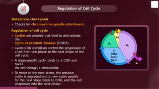 Regulation of Cell Cycle
© 2022, Aakash BYJU'S. All rights reserved
G2
M
S
DNA
synt
hesi
s
G1
G0
Metaphase checkpoint
⚫ Checks for chromosome spindle attachment.
Regulation of cell cycle
⚫ Cyclins are proteins that bind to and activate
the
cyclin-dependent kinases (CDK’s).
⚫ Cyclin-CDK complexes control the progression of
a cell from one phase to the next phase of the
cell cycle.
⚫ A stage-specific cyclin binds to a CDK and
takes
the cell through a checkpoint.
⚫ To move to the next phase, the previous
cyclin is degraded and a new cyclin specific
for the next stage binds to CDK, and the cell
progresses into the next phase.
 
