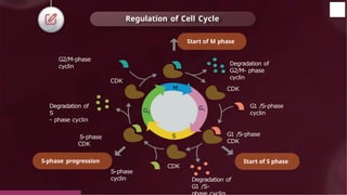 Regulation of Cell Cycle
Degradation of
G2/M- phase
cyclin
CDK
G1 /S-phase
cyclin
G1 /S-phase
CDK
CDK
CDK
S-phase
CDK
G2/M-phase
cyclin
S-phase
cyclin
Degradation of
S
- phase cyclin
Degradation of
G1 /S-
S
G1
M
G2
Start of M phase
Start of S phase
S-phase progression
© 2022, Aakash BYJU'S. All rights reserved
 
