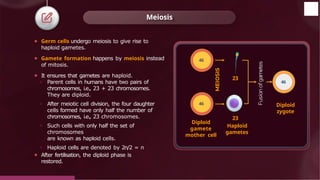 Meiosis
⚫ Germ cells undergo meiosis to give rise to
haploid gametes.
⚫ Gamete formation happens by meiosis instead
of mitosis.
⚫ It ensures that gametes are haploid.
o Parent cells in humans have two pairs of
chromosomes, i.e., 23 + 23 chromosomes.
They are diploid.
o After meiotic cell division, the four daughter
cells formed have only half the number of
chromosomes, i.e., 23 chromosomes.
o Such cells with only half the set of
chromosomes
are known as haploid cells.
o Haploid cells are denoted by 2n/2 = n
⚫ After fertilisation, the diploid phase is
restored.
Diploid
gamete
mother cell
23
23
Haploid
gametes
46
Diploid
zygote
46
46
© 2022, Aakash BYJU'S. All rights reserved
 