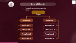 Steps of Meiosis
Meiosis I Meiosis II
Prophase I
Metaphase
I
Anaphase I
Telophase I
Prophase II
Metaphase II
Anaphase II
Telophase II
⚫ Meiosis involves two sequential
cycles:
Meiosis
© 2022, Aakash BYJU'S. All rights reserved
 