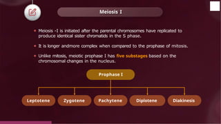 Meiosis I
⚫ Meiosis -I is initiated after the parental chromosomes have replicated to
produce identical sister chromatids in the S phase.
⚫ It is longer andmore complex when compared to the prophase of mitosis.
⚫ Unlike mitosis, meiotic prophase I has five substages based on the
chromosomal changes in the nucleus.
Prophase I
Leptotene Zygotene Pachytene Diplotene Diakinesis
© 2022, Aakash BYJU'S. All rights reserved
 